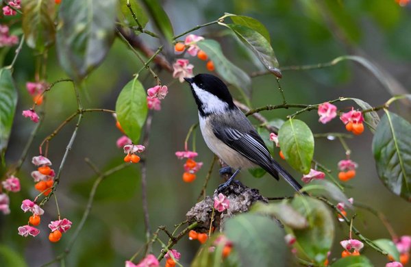 Quels enrichissements environnementaux pour un capybara en captivité?